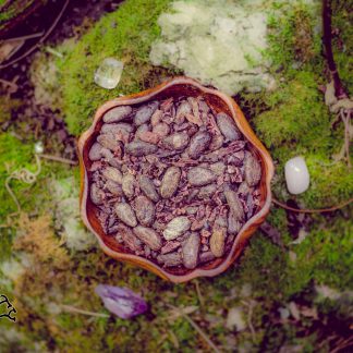 Ceremonial Cacao Beans *Organic & Unhybridized*