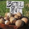 Betel Nuts Areca Catechu Organic