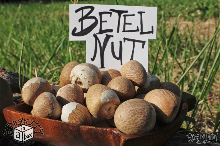 Betel Nuts Areca Catechu Organic