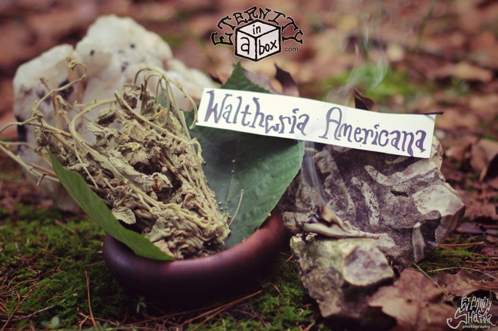 Waltheria Americana 'Uhaloa' *Organic*
