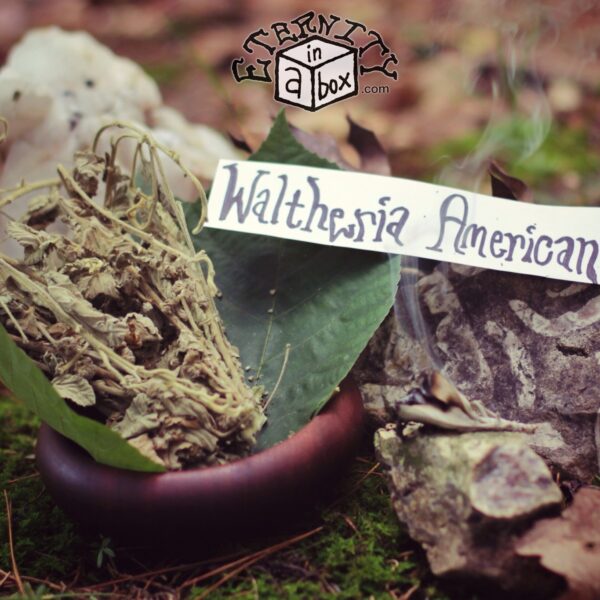 Waltheria Americana 'Uhaloa' *Organic*
