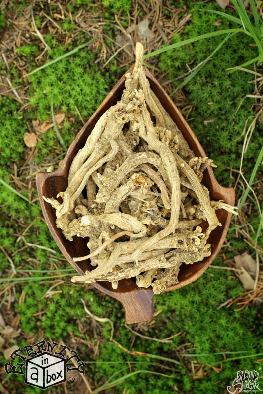 Silene Capensis Root AFRICAN DREAM HERB