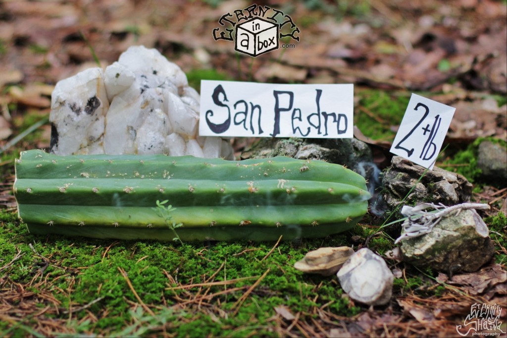 12-14" San Pedro Cactus Cutting (2lbs+) Trichocereus Pachanoi