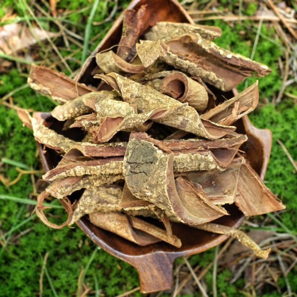 Hawaiian Acacia Confusa Root Bark - Large Pieces *Organic, Wild Harvested!*