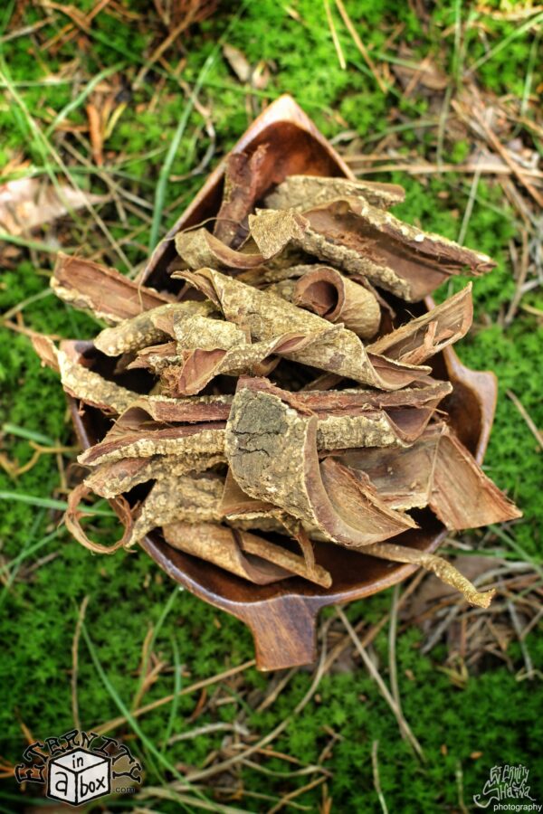 Hawaiian Acacia Confusa Root Bark - Large Pieces *Organic, Wild Harvested!*