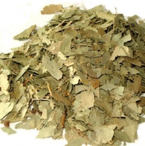 Eucalyptus leaf dried