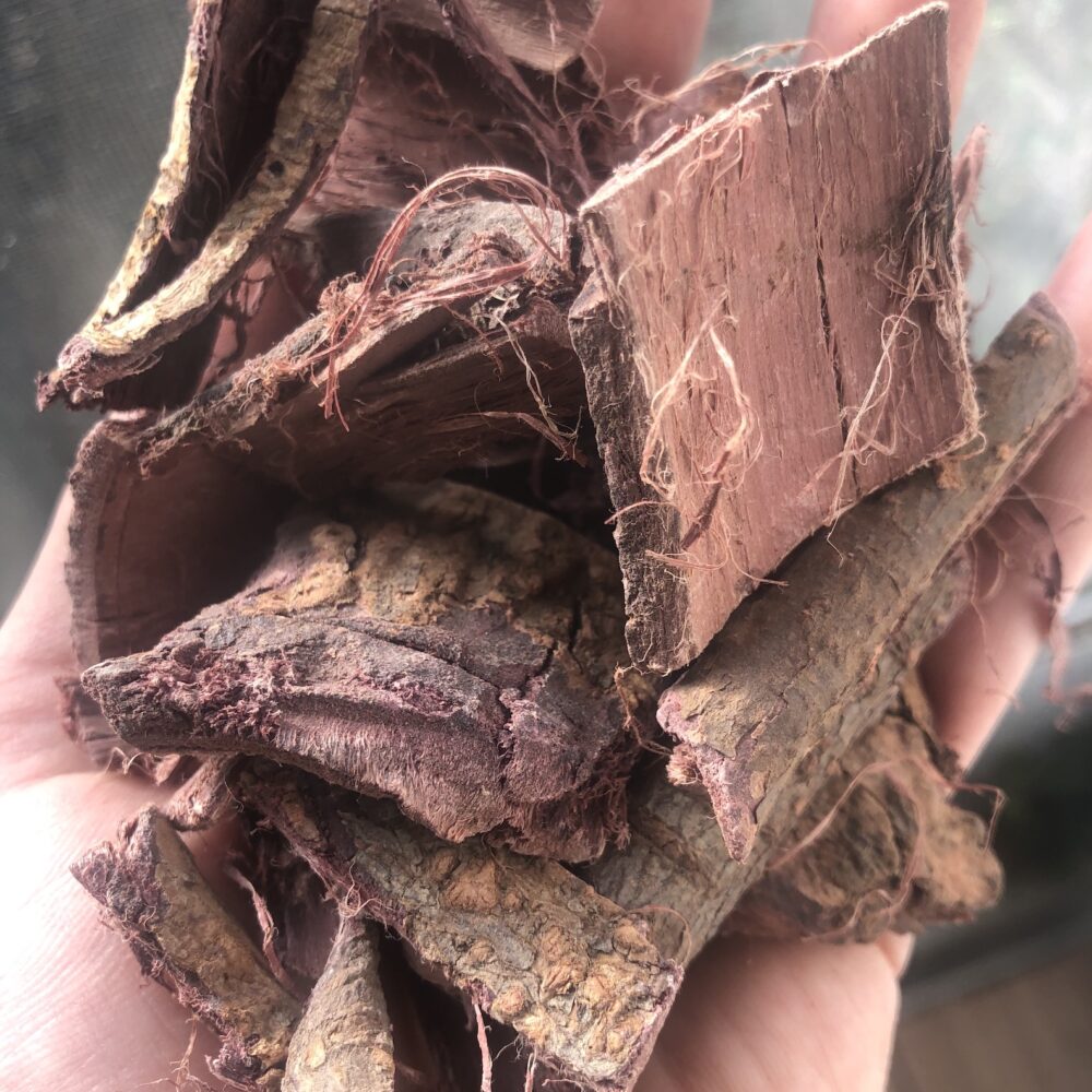 mimosa root bark in hand
