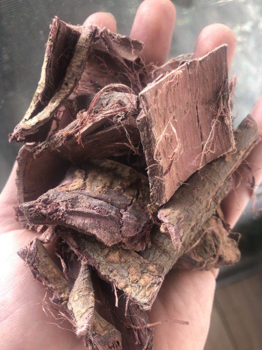 mimosa root bark in hand