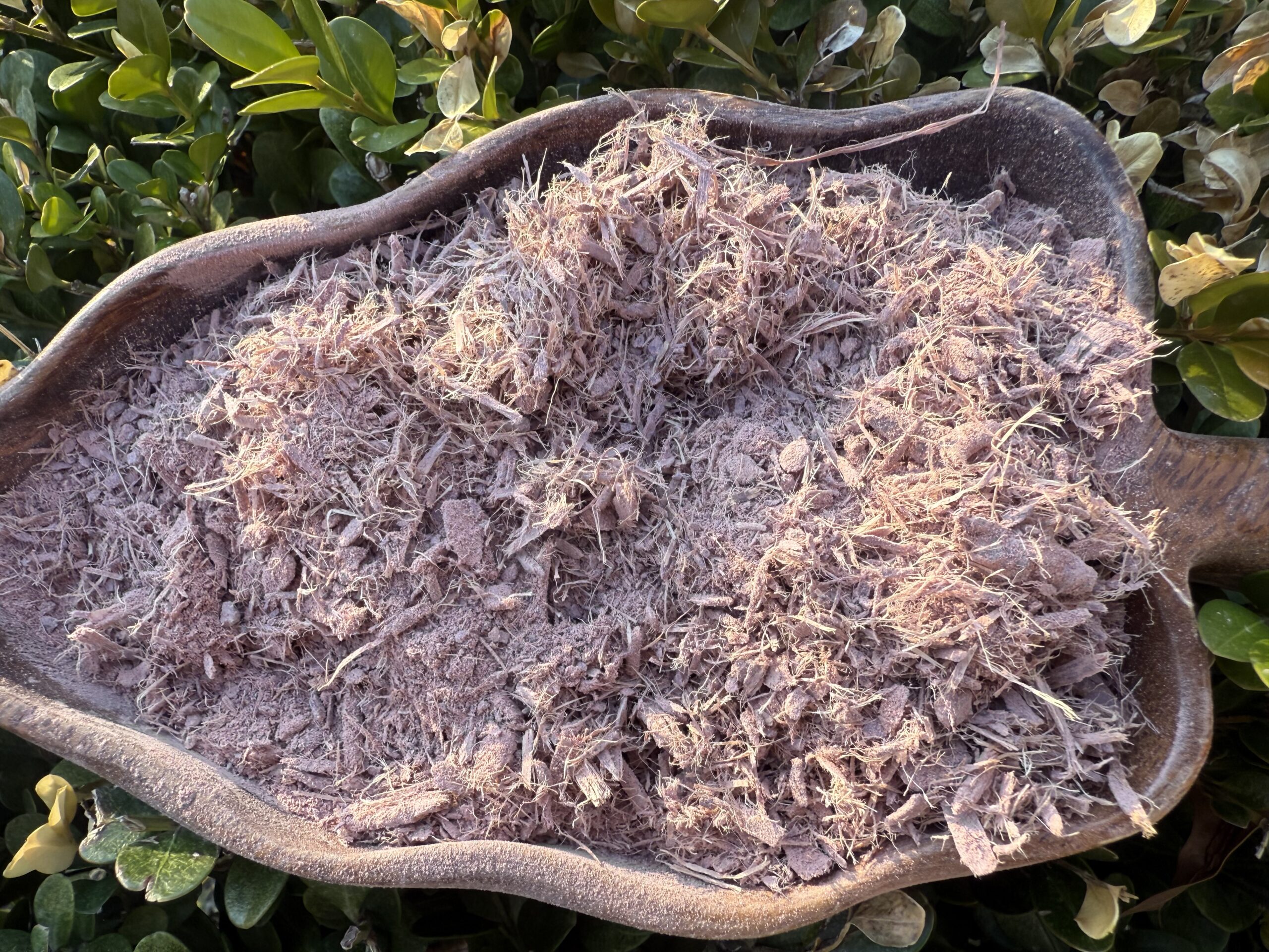 Mimosa Hostilis Root Bark Powder/Shredded *Wild Harvested!* - Eternity in a  Box Botanicals